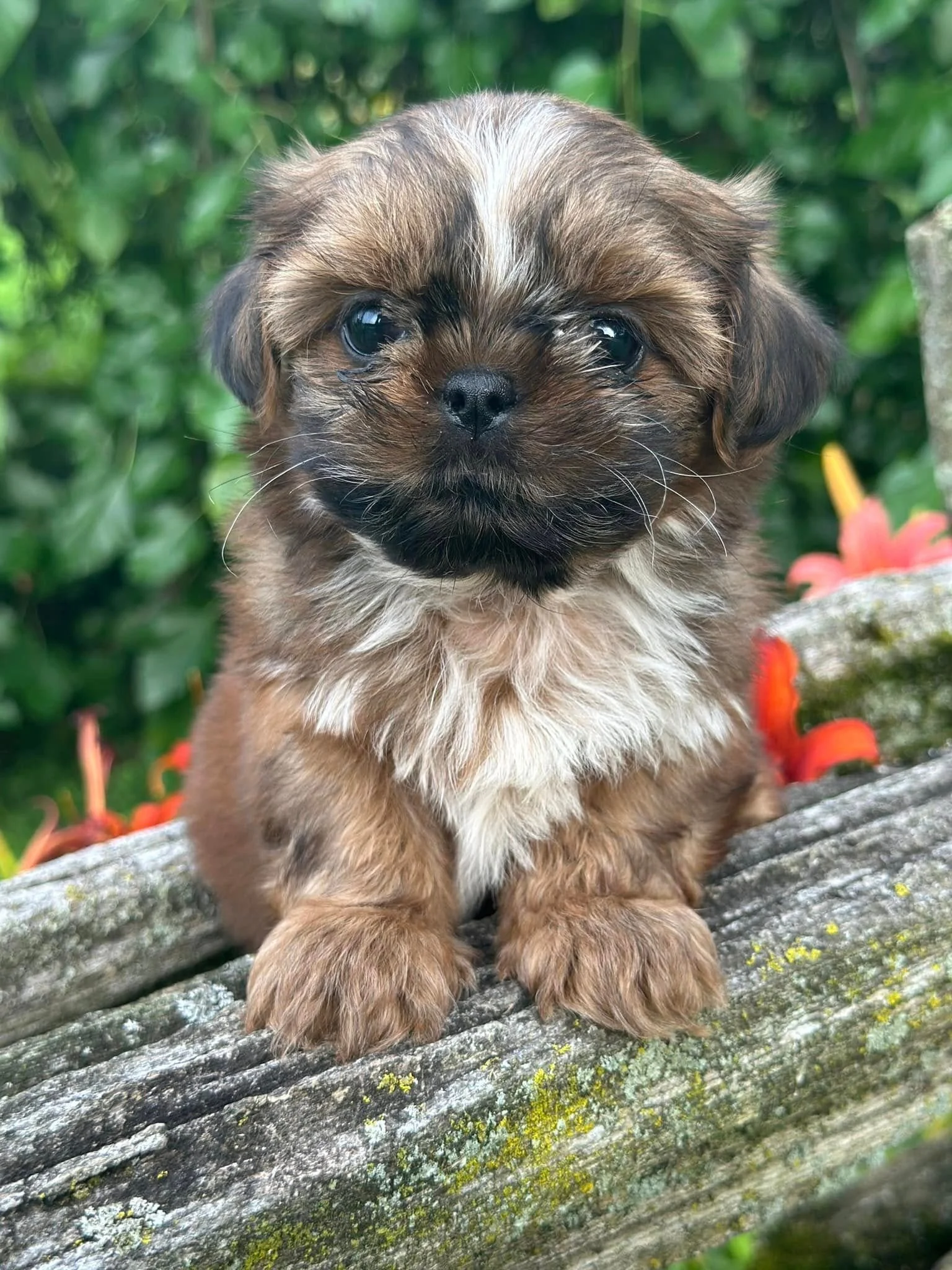 Miniature Poodle Shih Tzu Poodle Mix For Sale Tzu Dog Shih Poo Toy