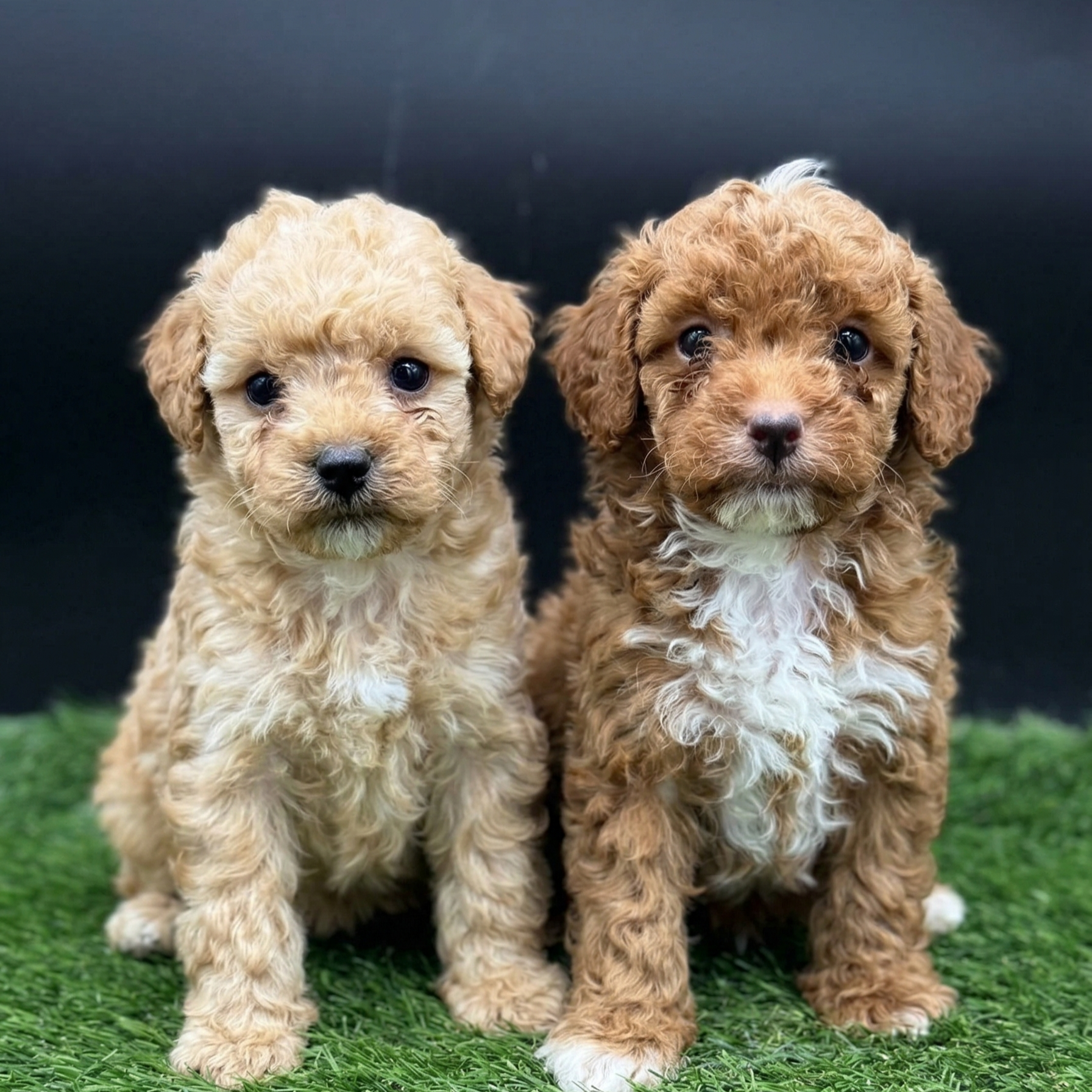 Two male miniature poodle puppies red and white and apricot and white lying on soft blanket with curly coats