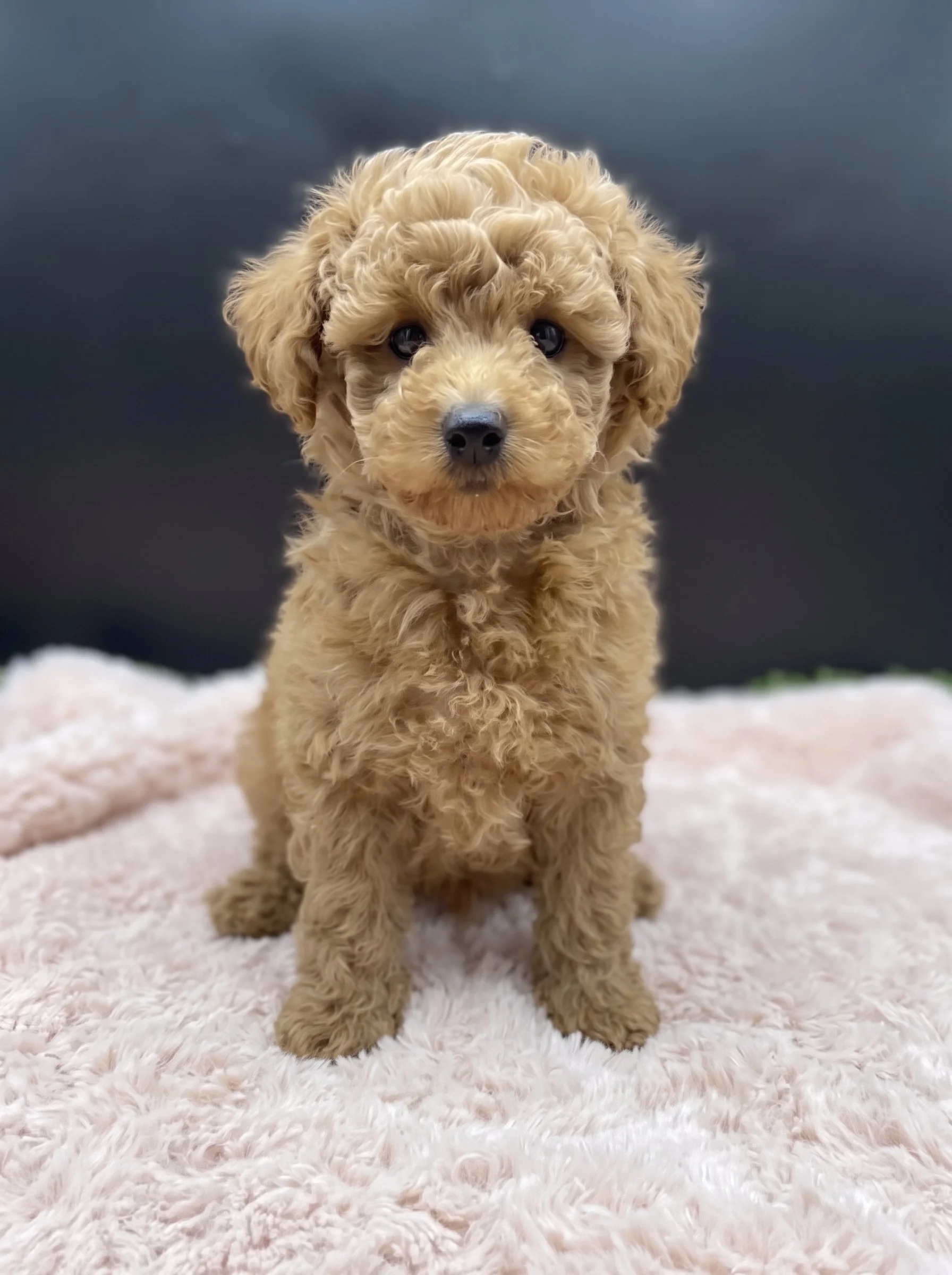 🐩 Two Beautiful Female Miniature Poodles – Available
