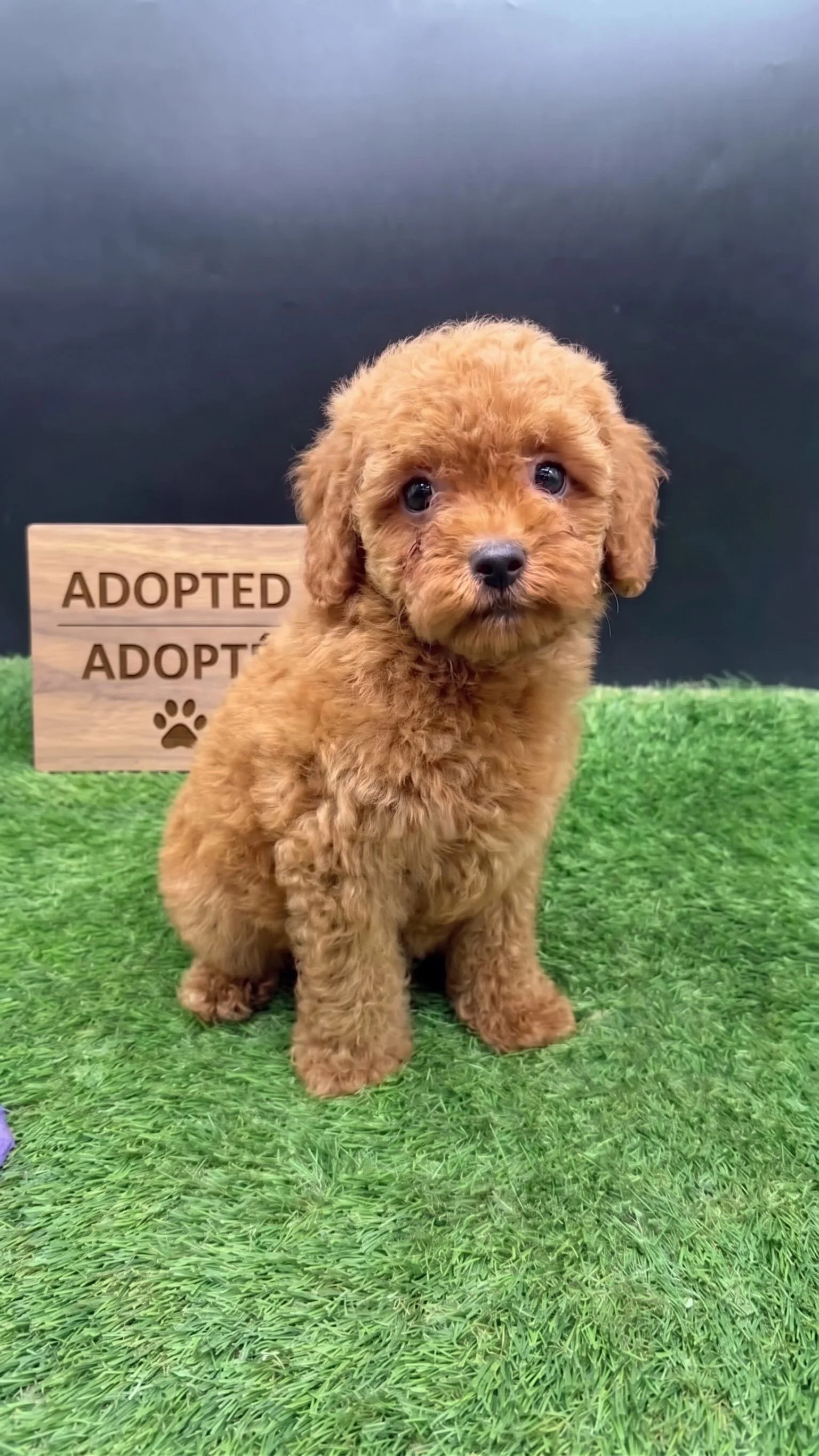 Red Miniature Poodle – Available