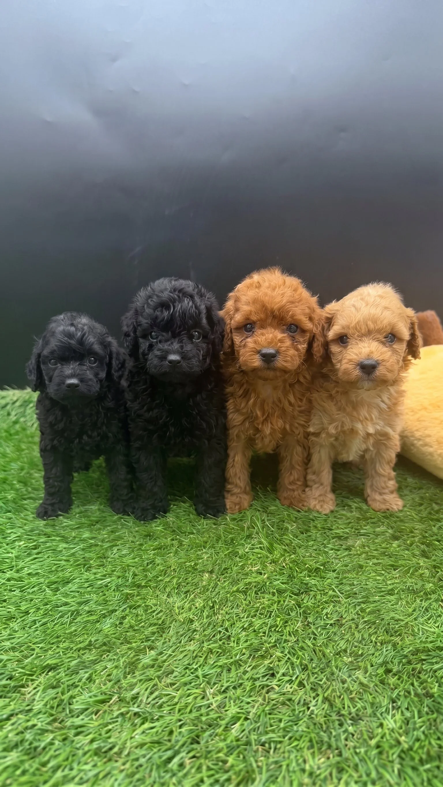 Toy & Miniature Poodles – Black Female & Three Males – Available