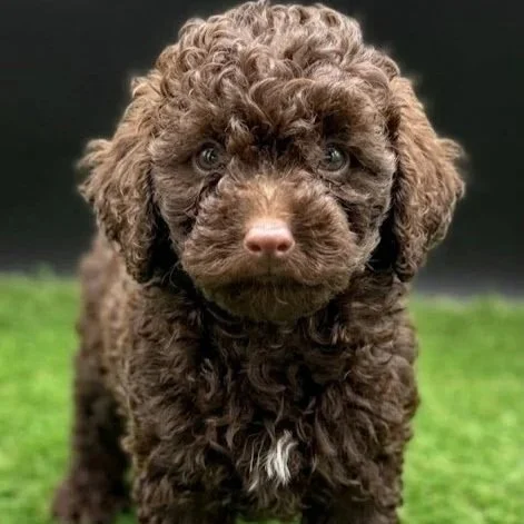 Caniche Toy/Miniature Mâle Chocolat – Disponible