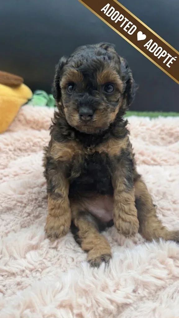 Female Sable Phantom Small Miniature Poodle – Available