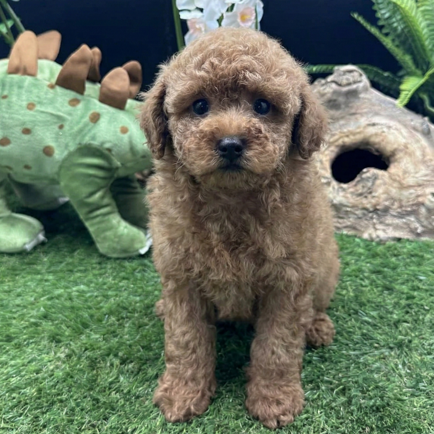 Male apricot Miniature Poodle puppy standing on green grass with a soft curly coat and bright expression, showcasing his elegant structure and estimated 12 lb adult size.