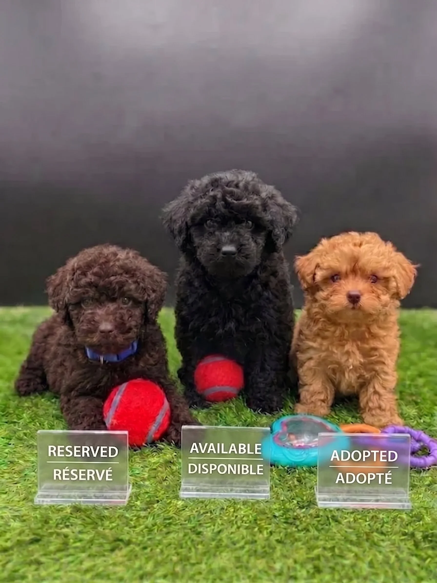 Toy Miniature Poodle Litter – Available