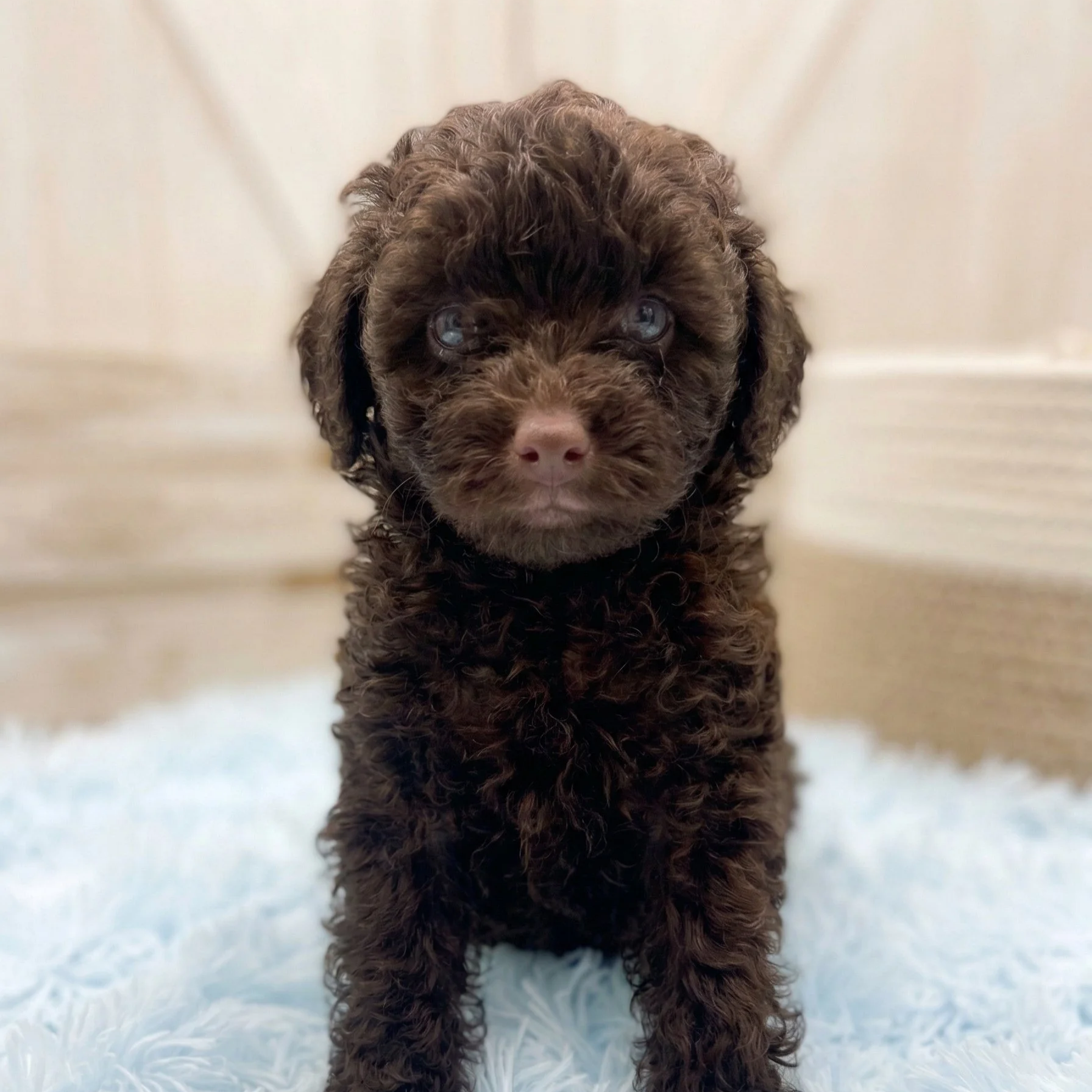 Small brown male toy poodle puppy with a curly chocolate coat, standing on a soft light blue fluffy blanket, looking directly at the camera with gentle eyes.