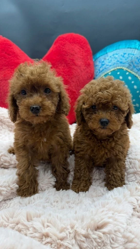 Two fluffy apricot toy poodle puppies sitting forward-facing together on a soft cream fleece blanket during a professional indoor photo shoot.