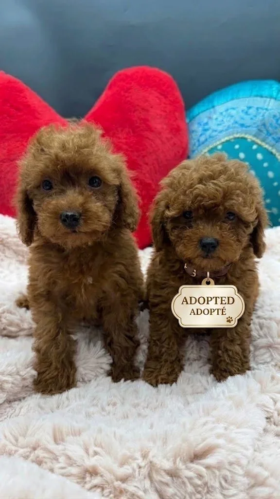 Two fluffy apricot toy poodle puppies sitting forward-facing together on a soft cream fleece blanket during a professional indoor photo shoot.