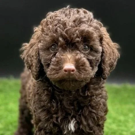 Small male toy miniature poodle puppy with a rich chocolate curly coat, round expressive eyes, and a compact build, sitting on a soft cream rug in a bright, cozy living room.