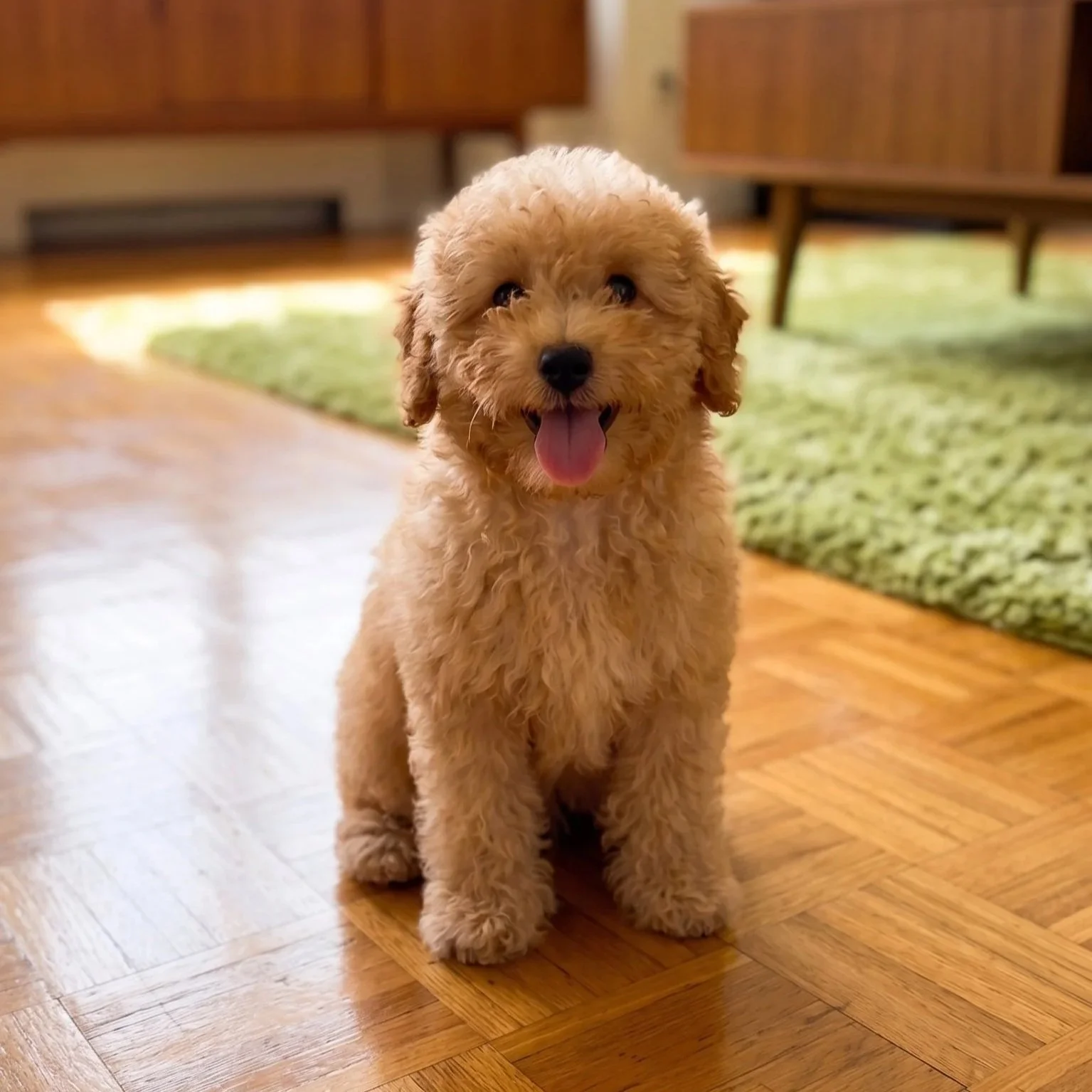 Male Apricot Miniature Poodle – Available at a Reduced Price