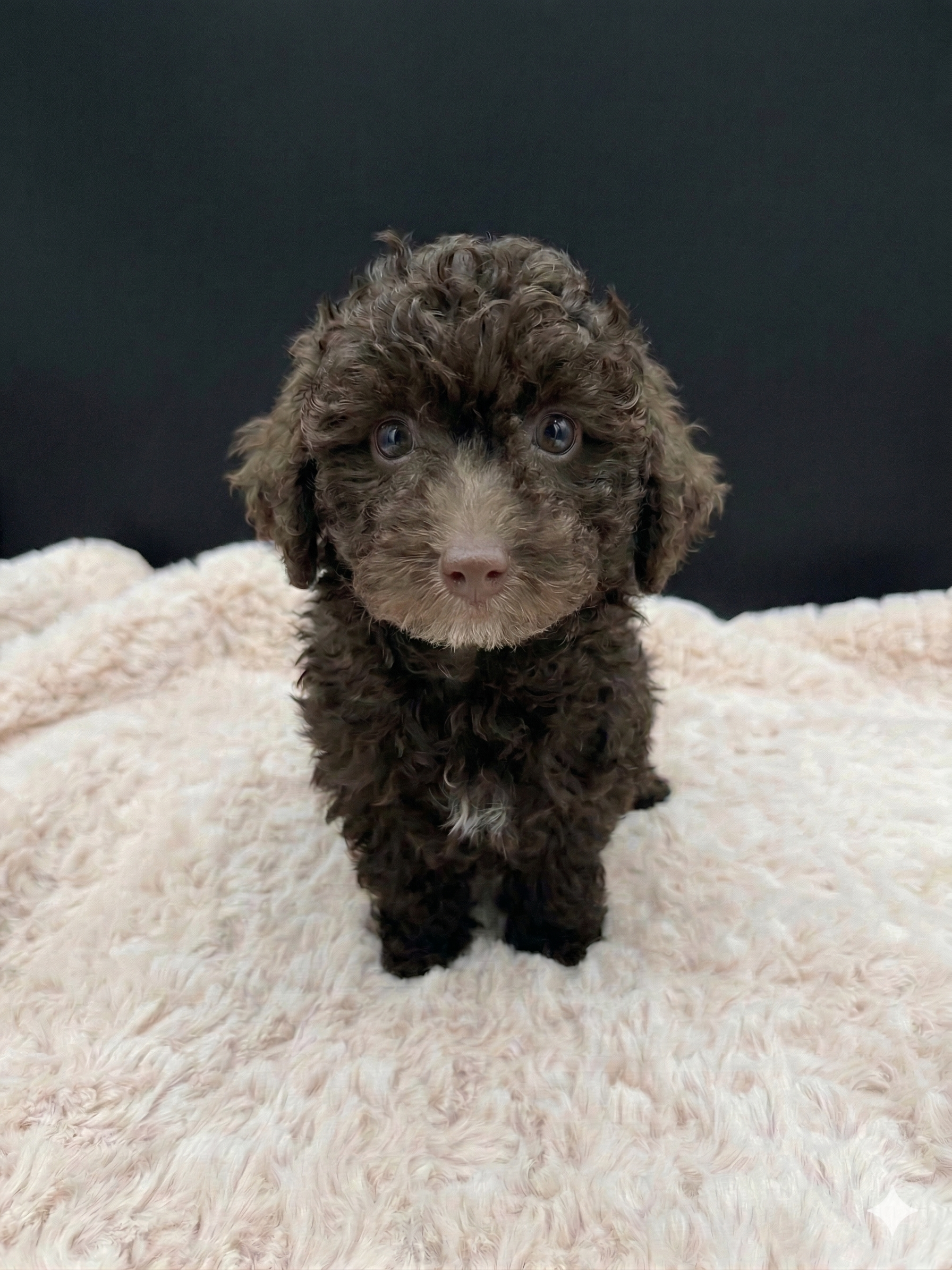 Small male toy miniature poodle puppy with a rich chocolate curly coat, round expressive eyes, and a compact build, sitting on a soft cream rug in a bright, cozy living room.