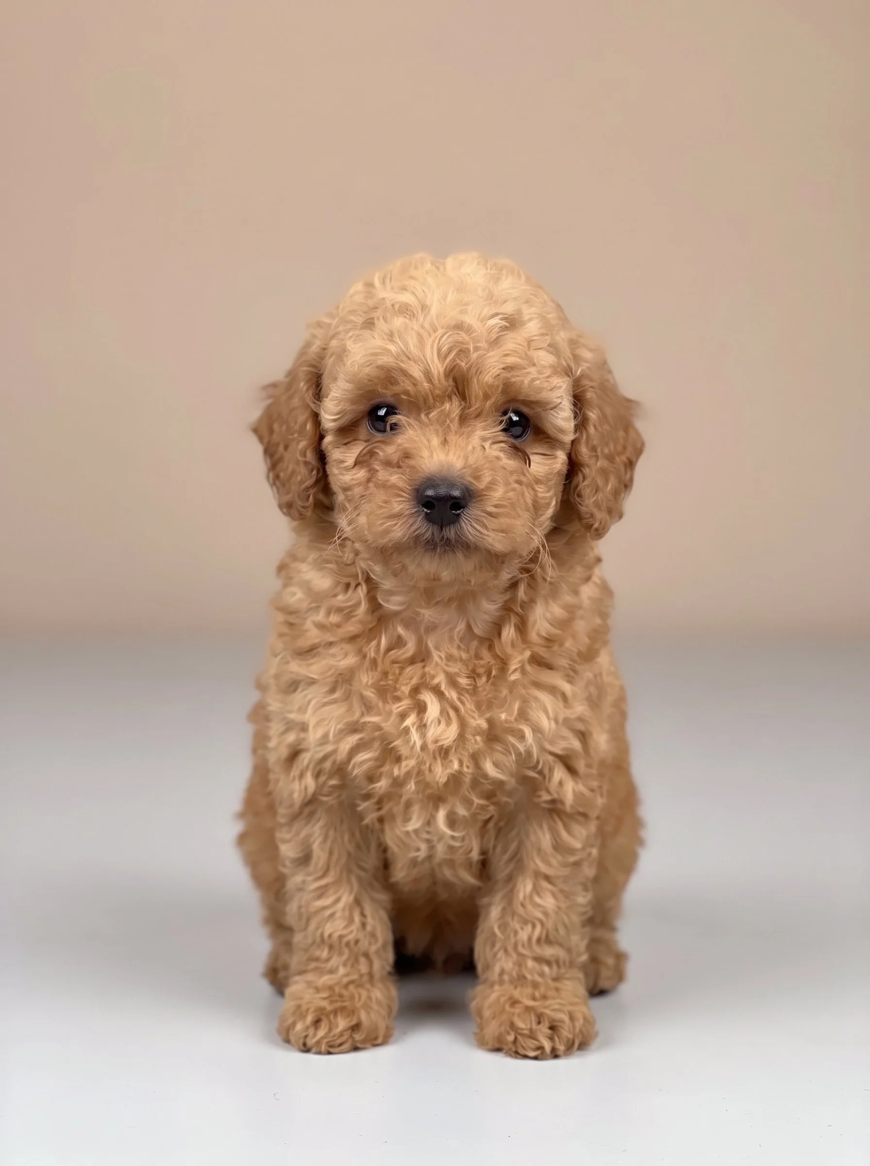 A fluffy apricot toy poodle puppy with dense curly fur sitting centered and looking directly at the camera against a minimalist cream background.