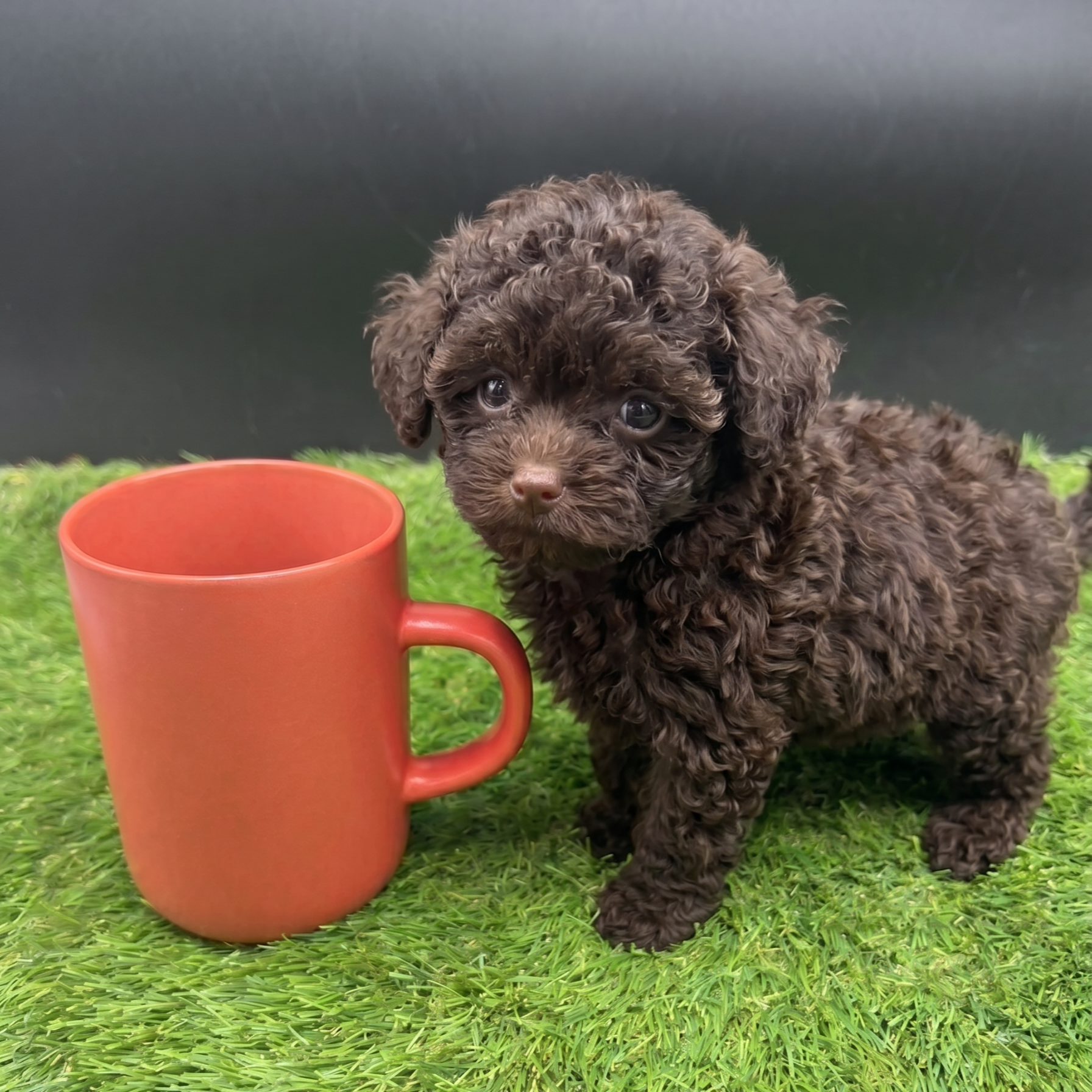 Chiot caniche T-Cup chocolat style teddy bear avec pattes courtes à côté d’une tasse, très petit format