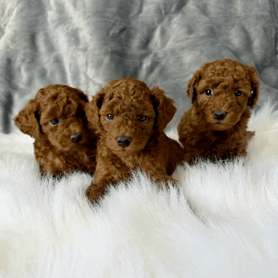 Three red Miniature Poodle male puppies sitting side by side on a soft white blanket, showcasing their curly coats, expressive dark eyes, and compact, sturdy build.