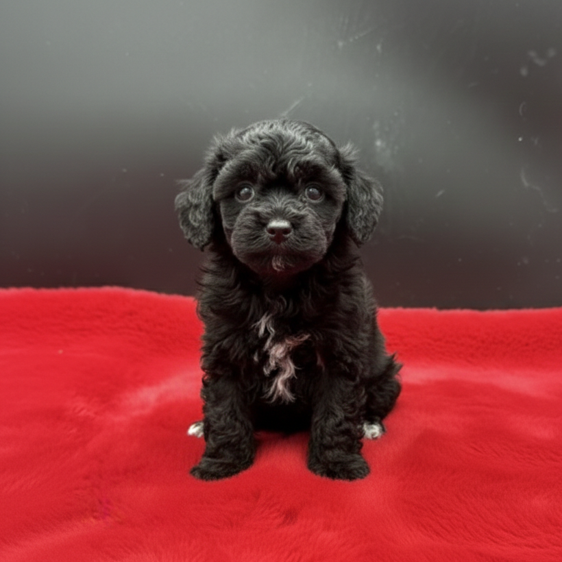 Tiny Toy Poodle female puppies sitting side by side on a plush red blanket, one black tuxedo and one brown tuxedo, both with curly coats, bright expressive eyes, and delicate compact builds in a studio-style setting.