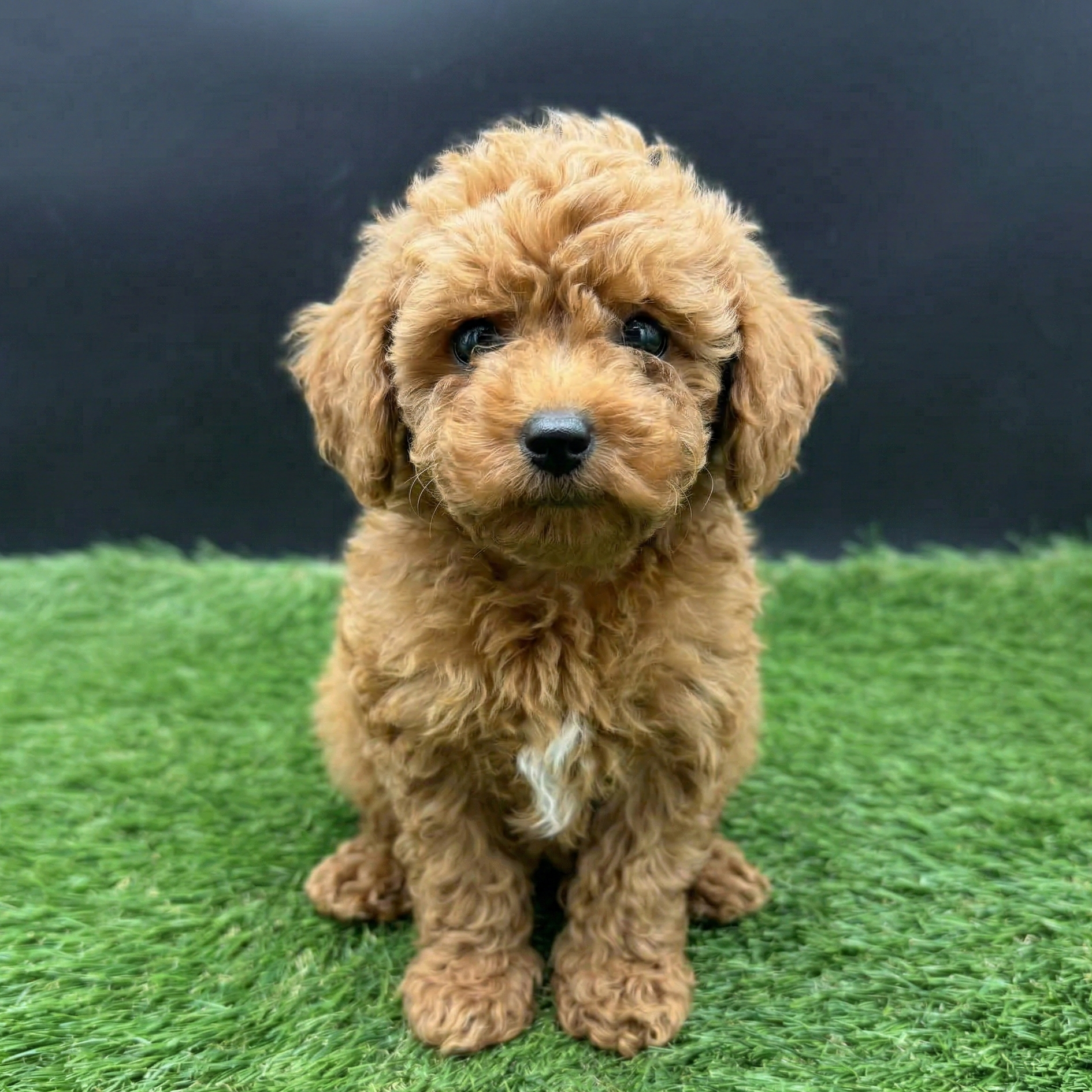 Male apricot Toy Poodle puppy with a teddy bear face sitting on green grass, featuring a short nose, soft curly apricot coat, and compact 8 lb Toy size.
