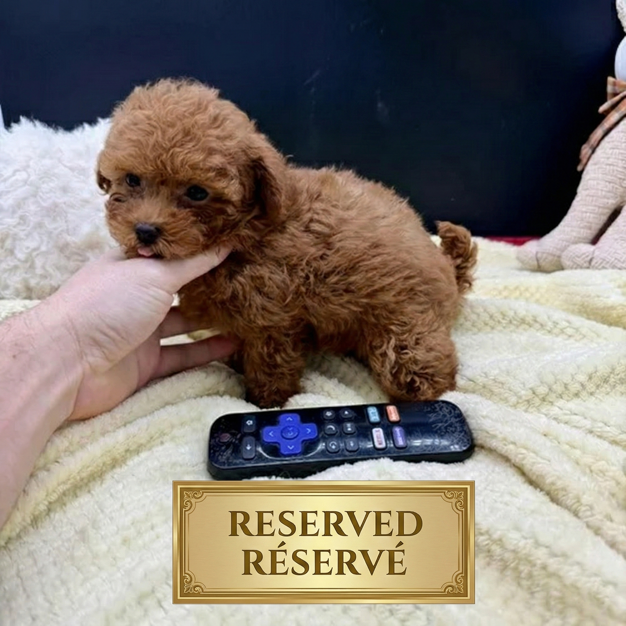 Small dark apricot Teacup Poodle puppy standing on a soft cream blanket, with a curly coat, round expressive eyes, and a tiny, compact build, shown next to a TV remote for size reference.