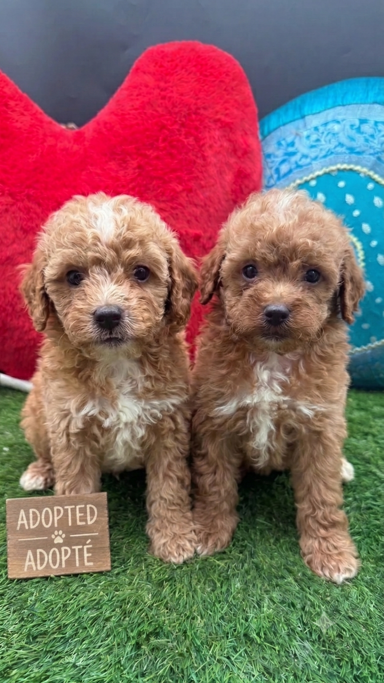Deux chiots caniches miniatures bicolores de couleur abricot et blanc, assis de face l'un à côté de l'autre sur du gazon synthétique vert.