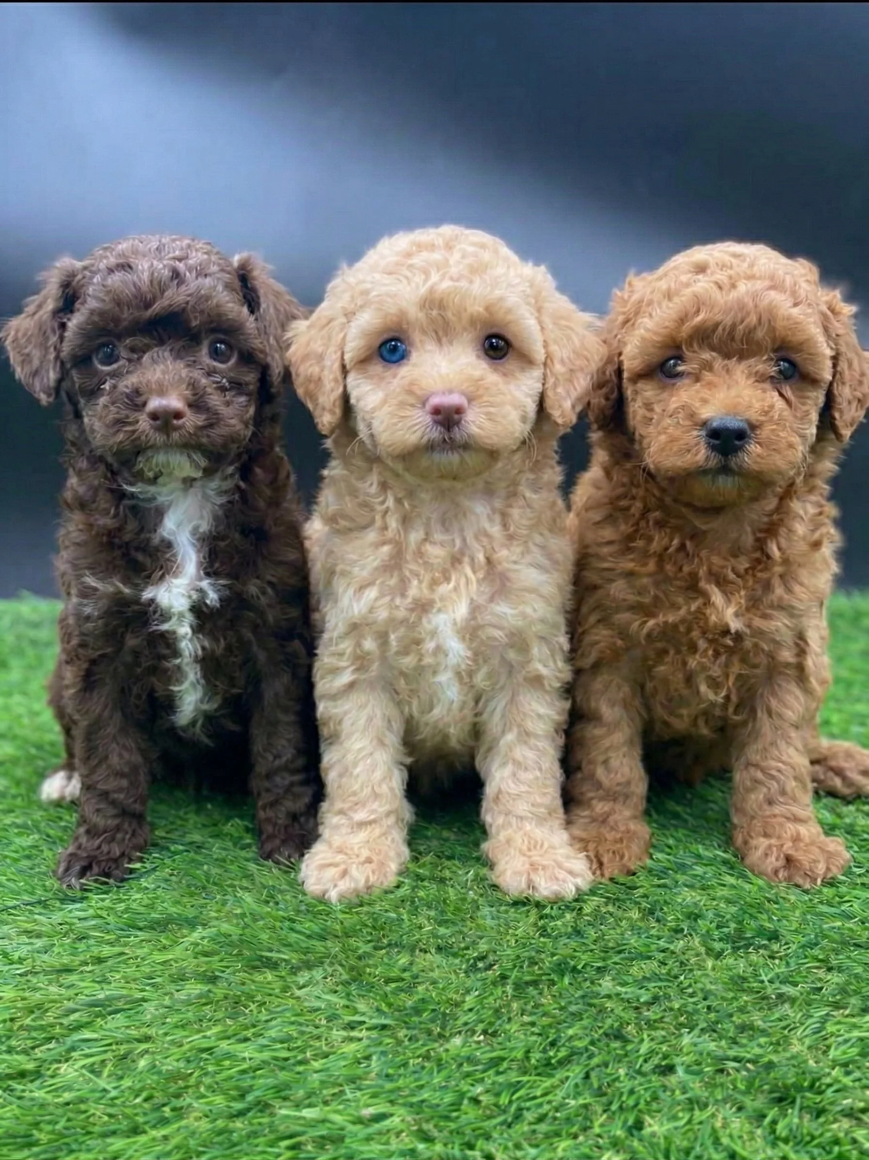 Three female toy poodle puppies sitting on bright green grass, including a light apricot puppy with one blue eye, a red puppy, and a brown tuxedo puppy.