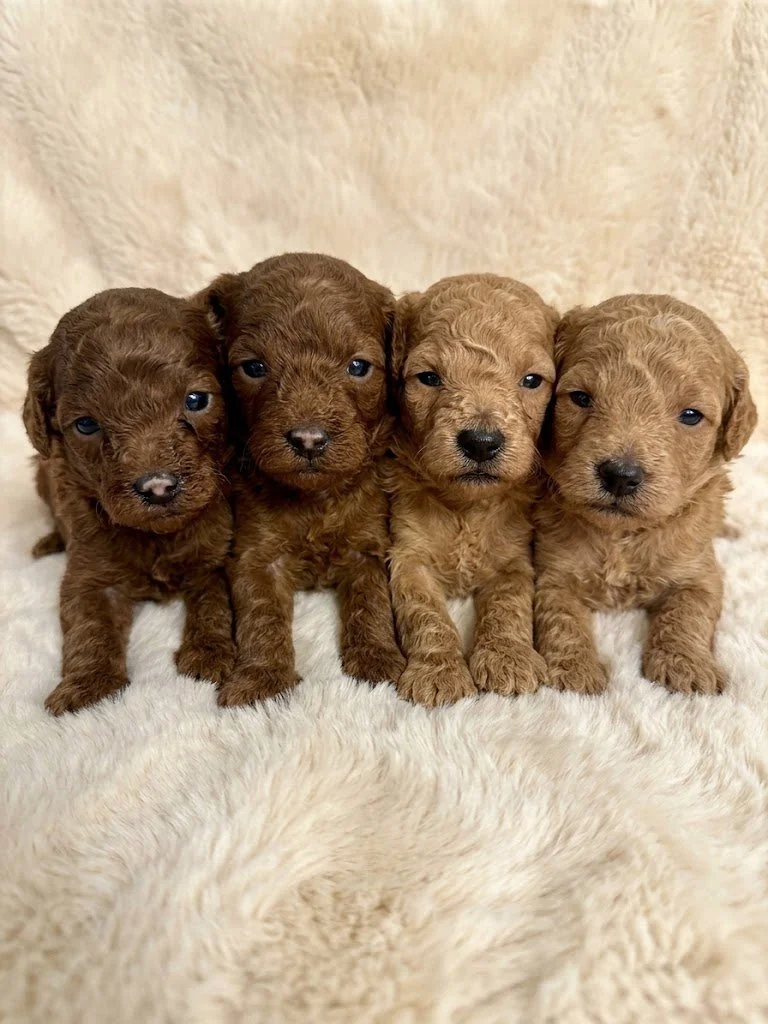 Two adorable red and apricot male and female Mini Toy Poodle puppies sitting on a soft white blanket.