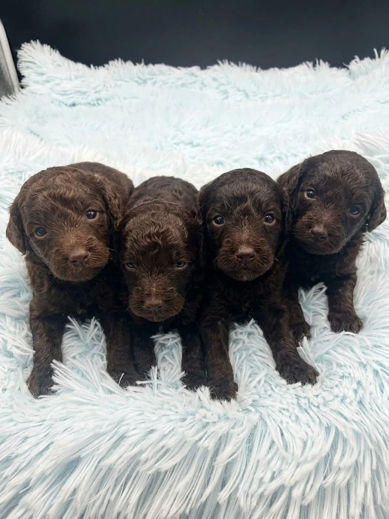 Adorable male brown Miniature Toy Poodle puppies on a soft fluffy blanket.