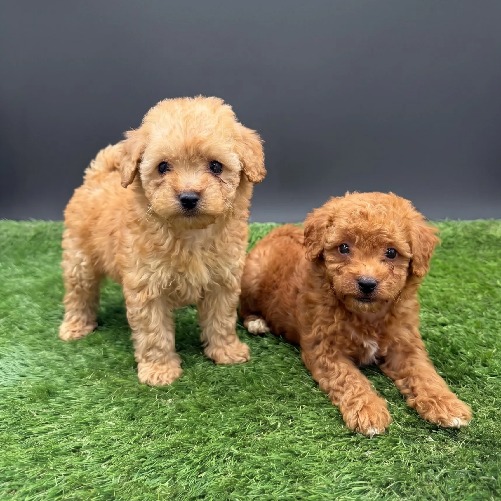 Two apricot female miniature poodle puppies lying on grass with curly coats and gentle expressions
