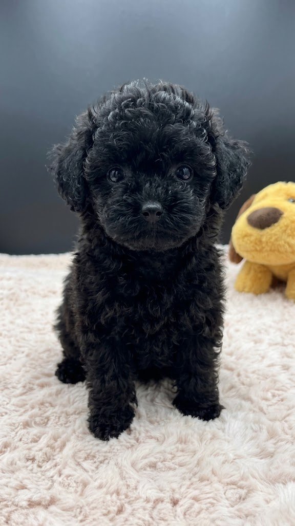 Female Black Toy Poodle – Available