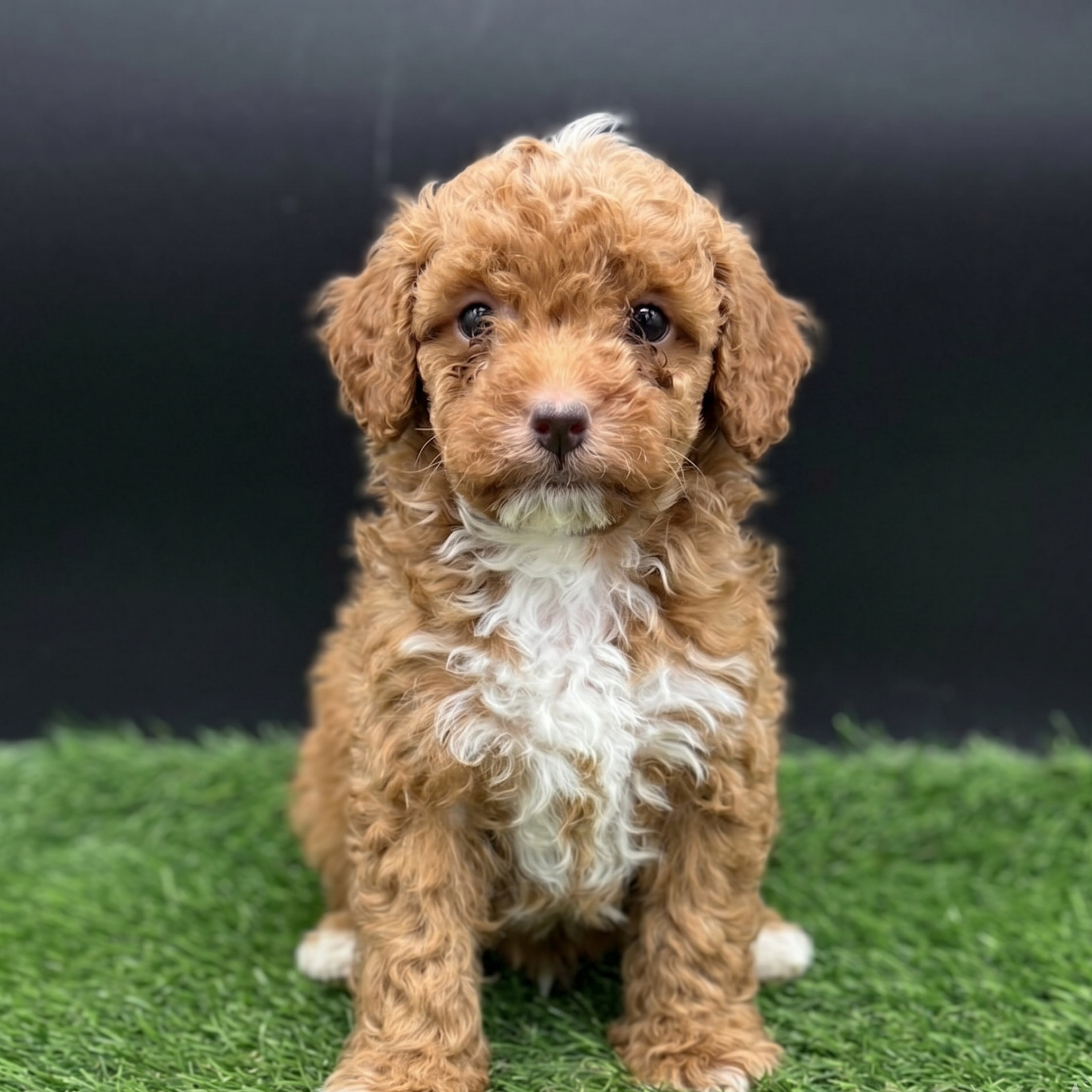 White & Red Miniature Poodle – Available