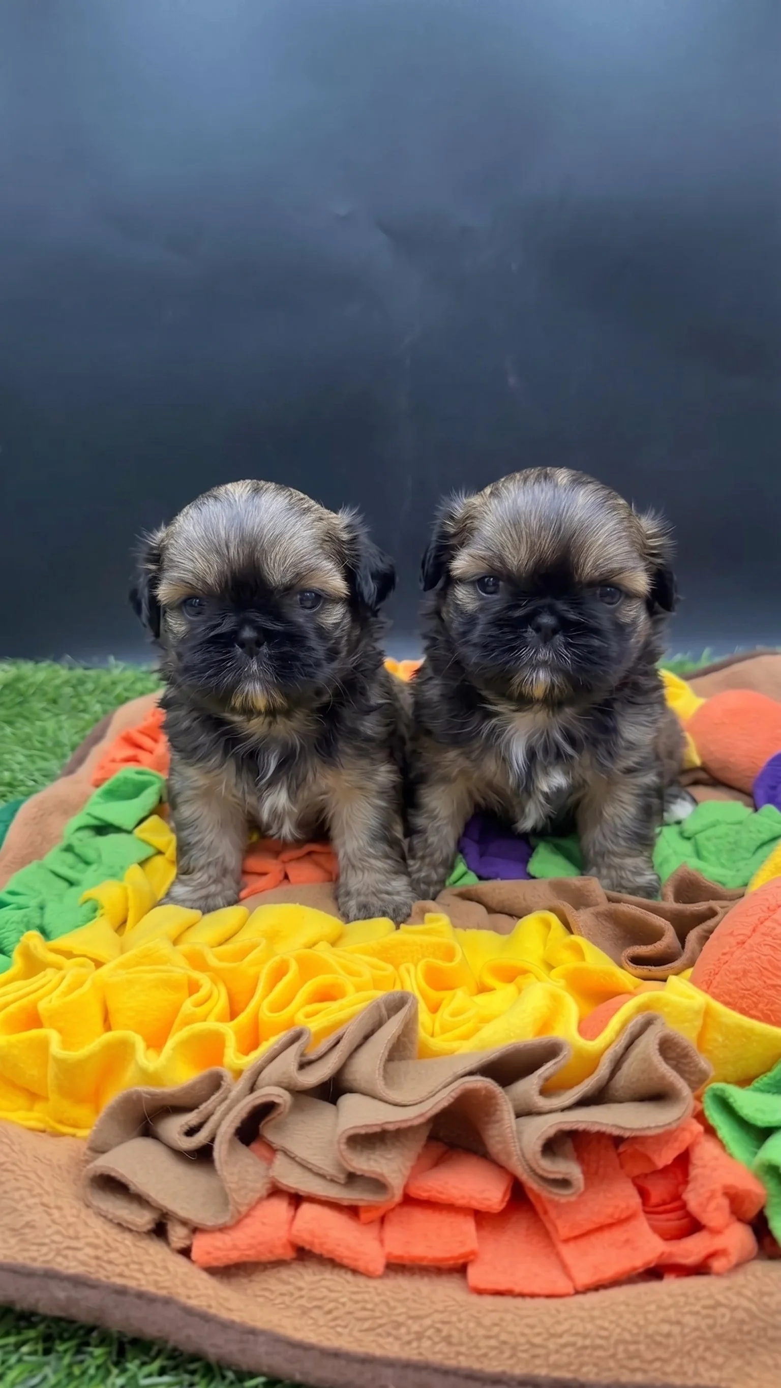 Imperial Shih Tzu Puppies – Available