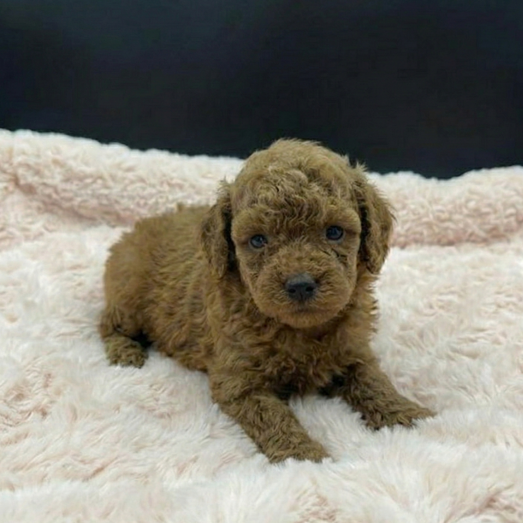 One Male Apricot Toy Poodle 