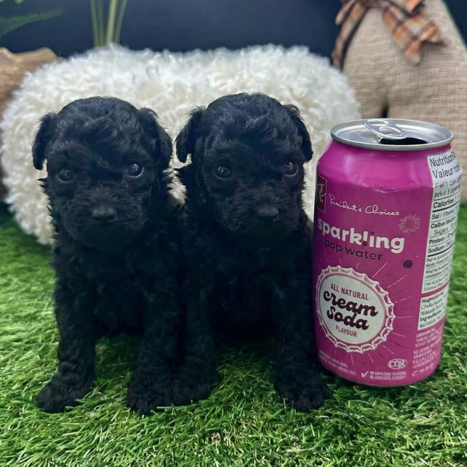 Male and female black Toy Poodle puppies standing on green grass beside a soda can for size comparison, showcasing their tiny size, curly jet-black coats, and compact structure
