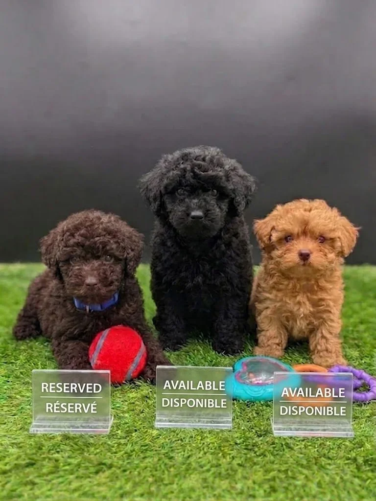 Toy Miniature Poodle Litter – Available