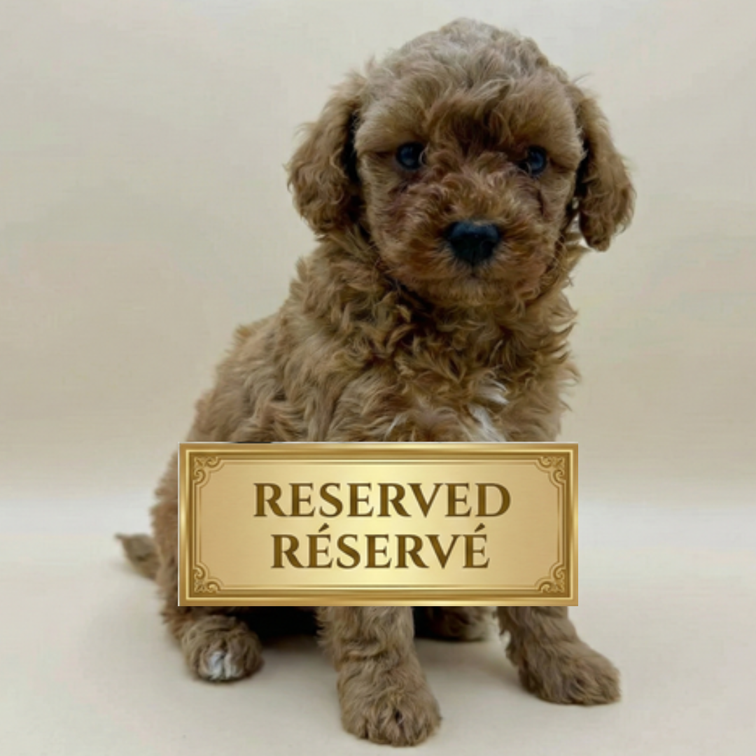 Apricot Toy Poodle puppy with a white chest marking sitting on a soft blush blanket, featuring a curly coat, expressive dark eyes, and a small, elegant build, posed between a decorative cushion and a ceramic cup in a cozy indoor setting.