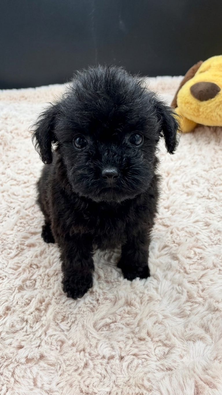 Female Black Toy Poodle – Available