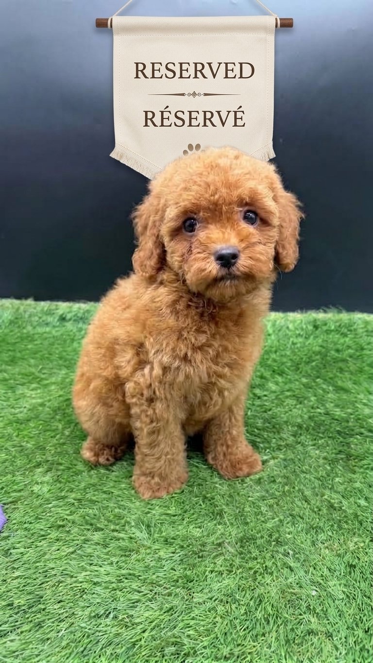 Red Miniature Poodle – Available