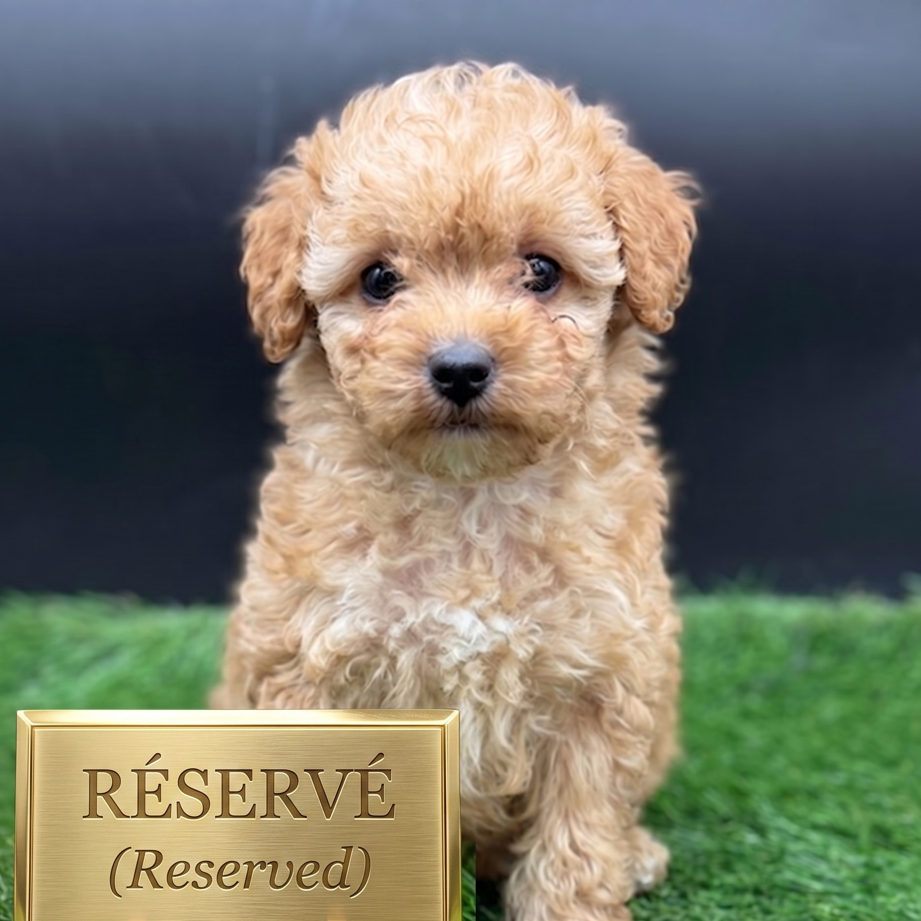 Apricot female miniature poodle puppies lying on grass with curly coats and gentle expressions