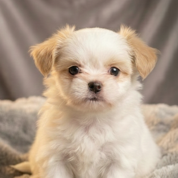 Tiny male Imperial Shih Tzu × Chihuahua puppies sitting closely together on a soft neutral blanket, featuring cream and white coats with subtle tan markings; one appears slightly more alert while the other looks fluffy and gentle.