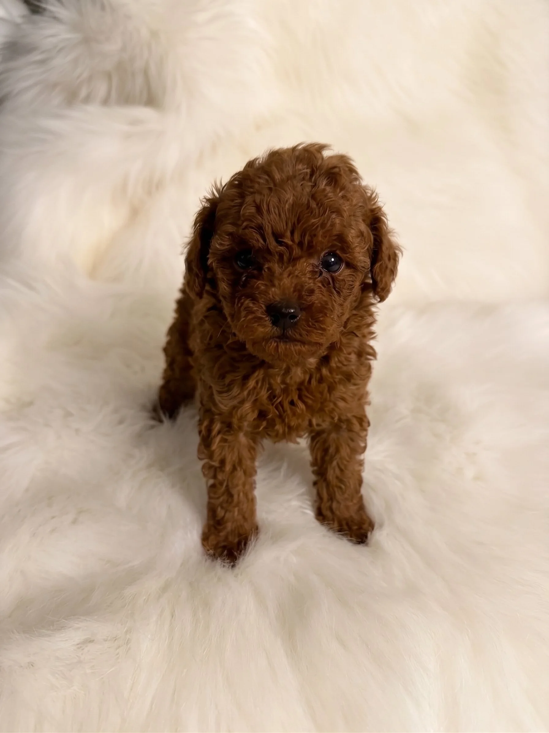 Female Red Teacup Poodle – Available