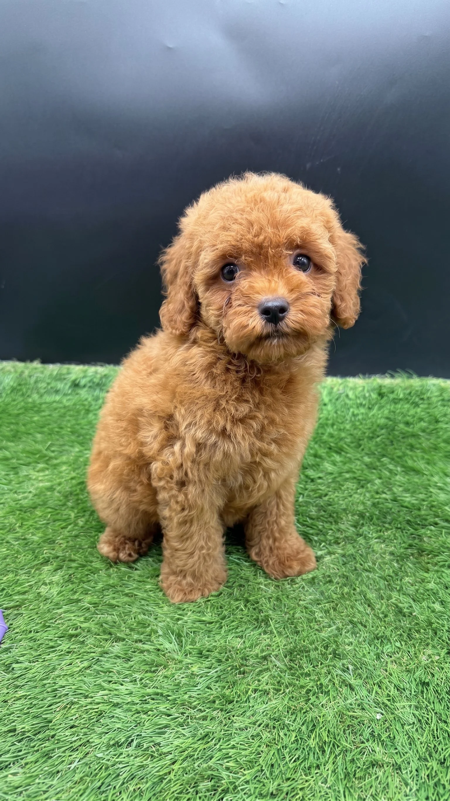 Red Miniature Poodle – Available