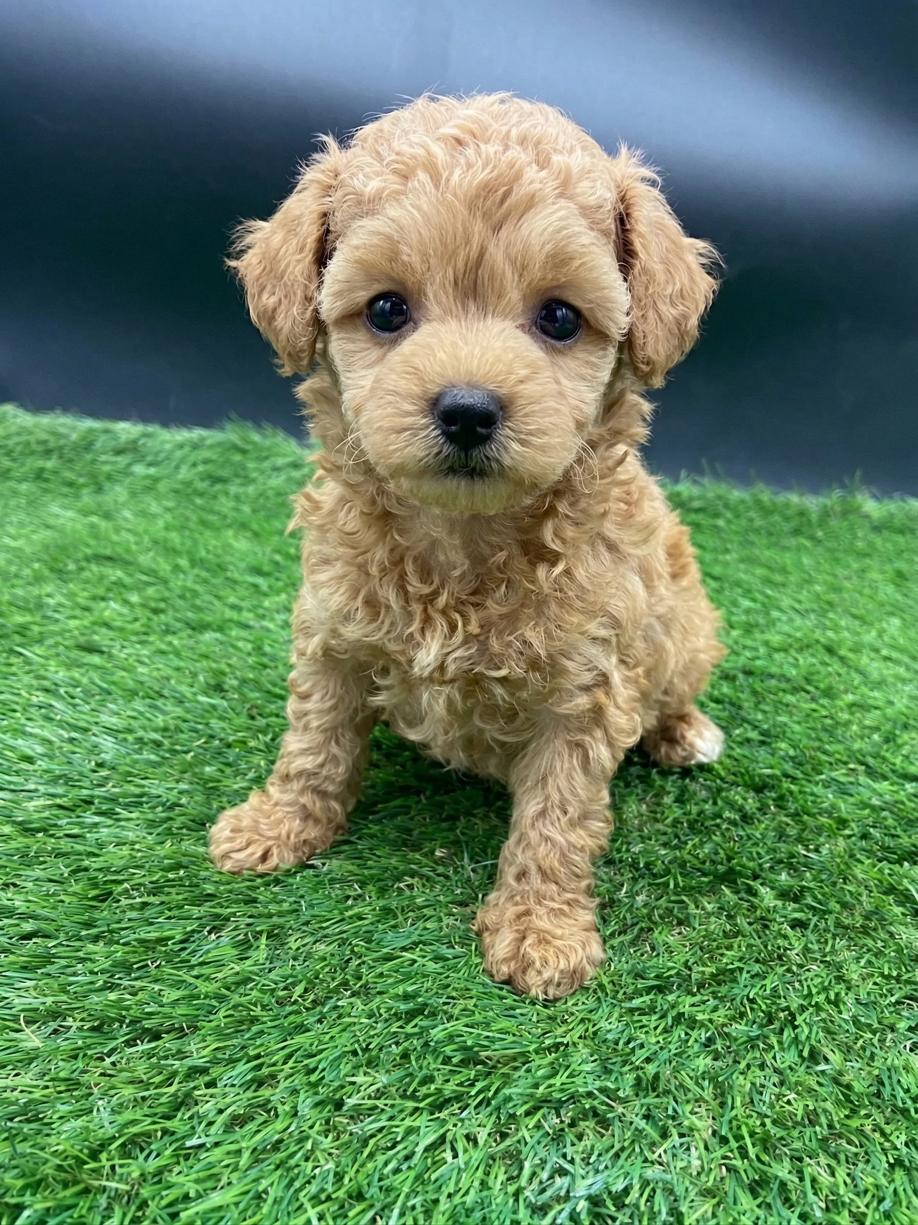 Tiny apricot teacup female toy poodle puppy with a curly coat, sitting on green grass, looking sweetly at the camera.