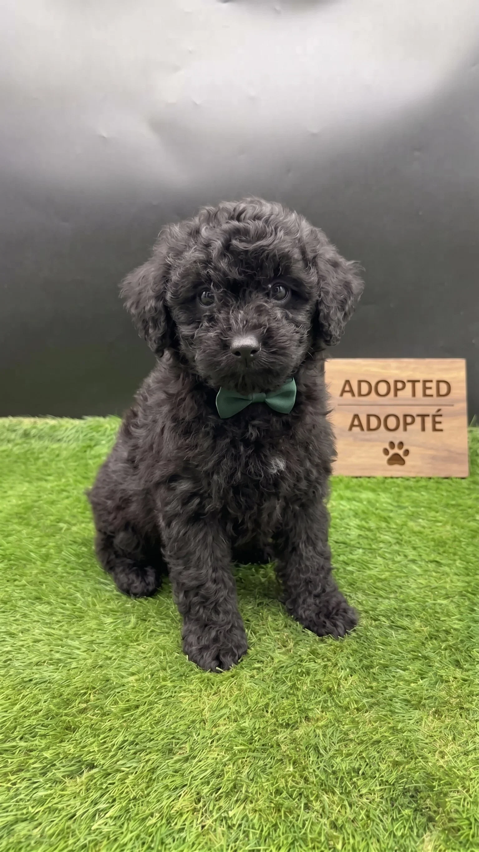 Black Toy Poodle with Big Round Eyes – Available