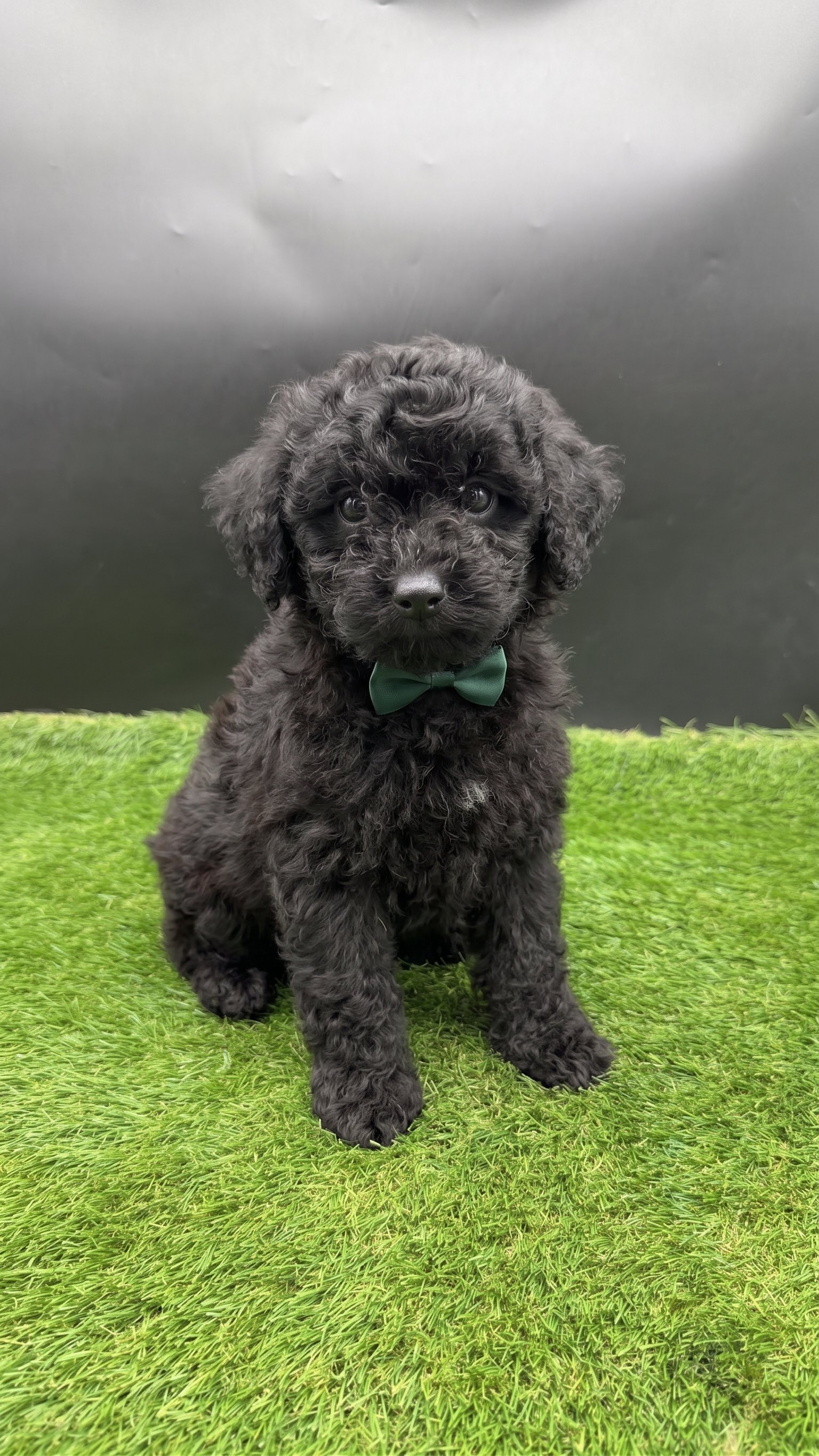 Black Toy Poodle with Big Round Eyes – Available