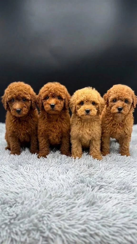 Red Miniature Poodle Puppies – Males Available