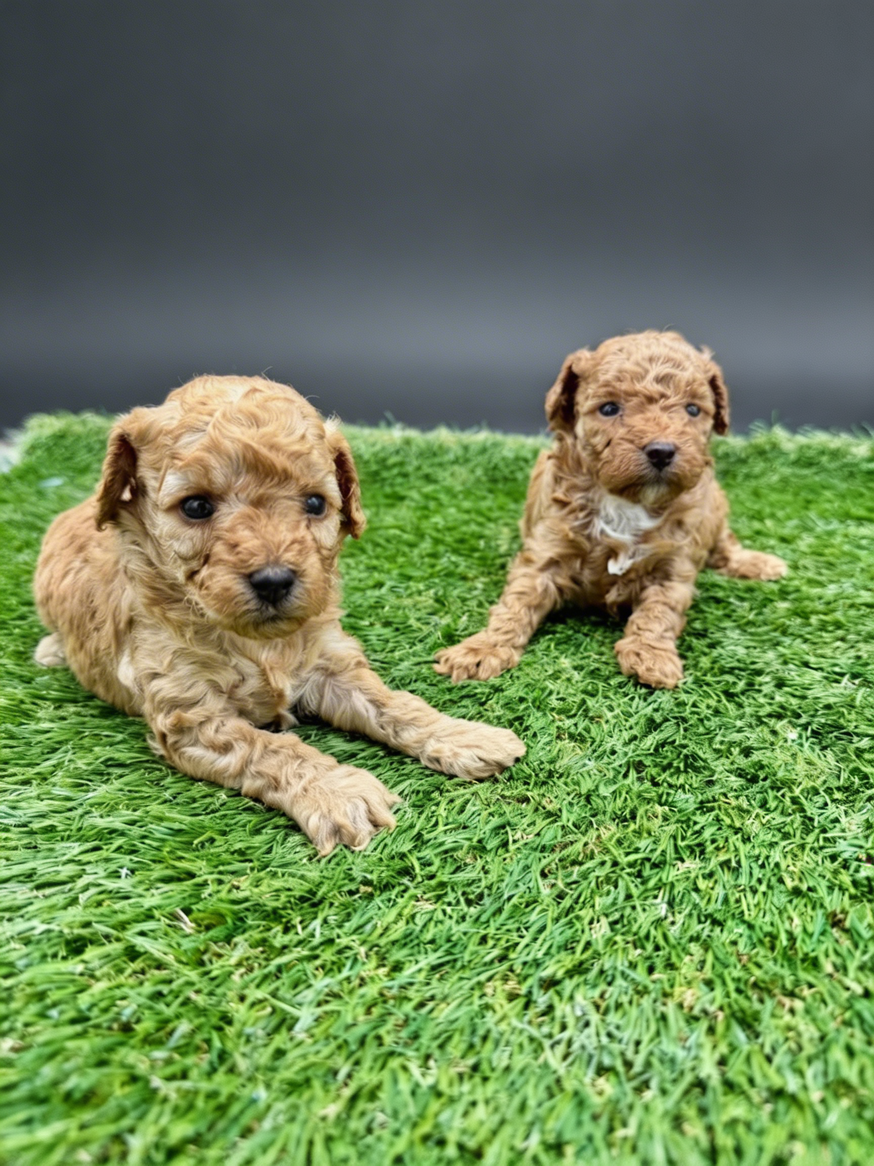 Two apricot female miniature poodle puppies lying on grass with curly coats and gentle expressions