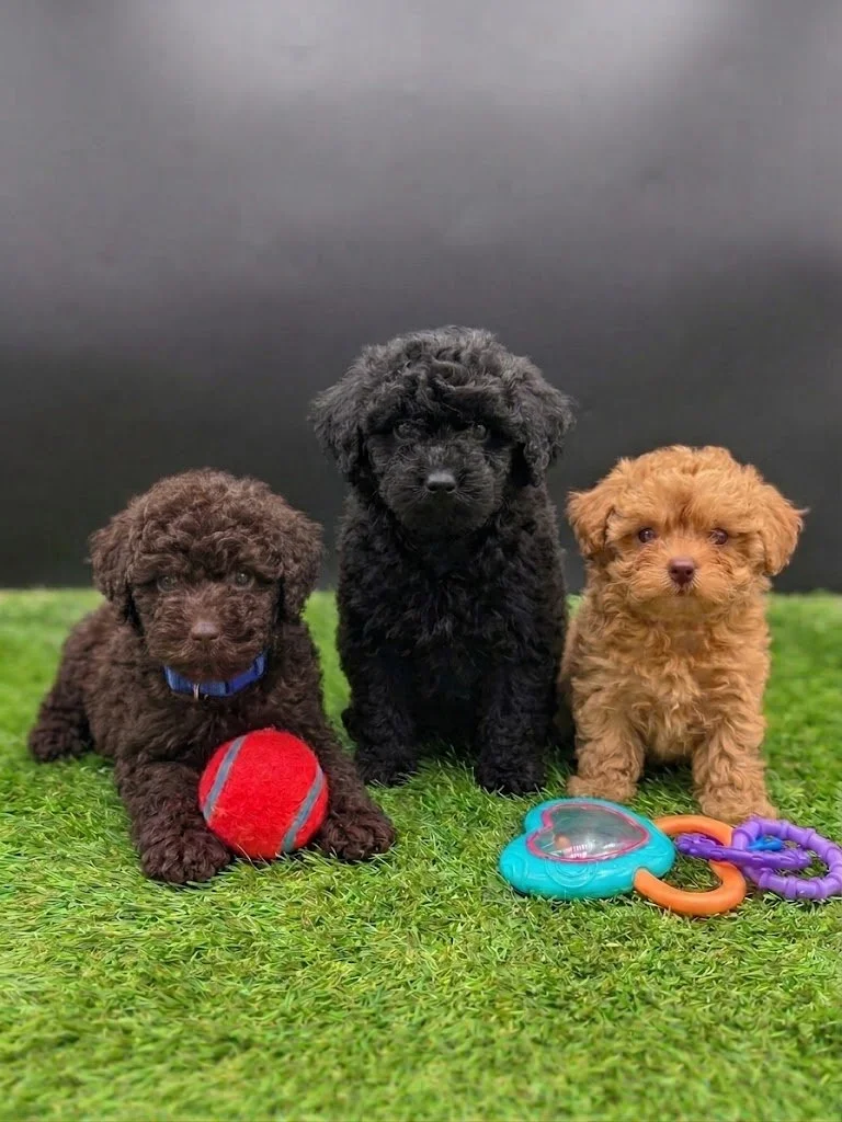Toy Miniature Poodle Litter – Available