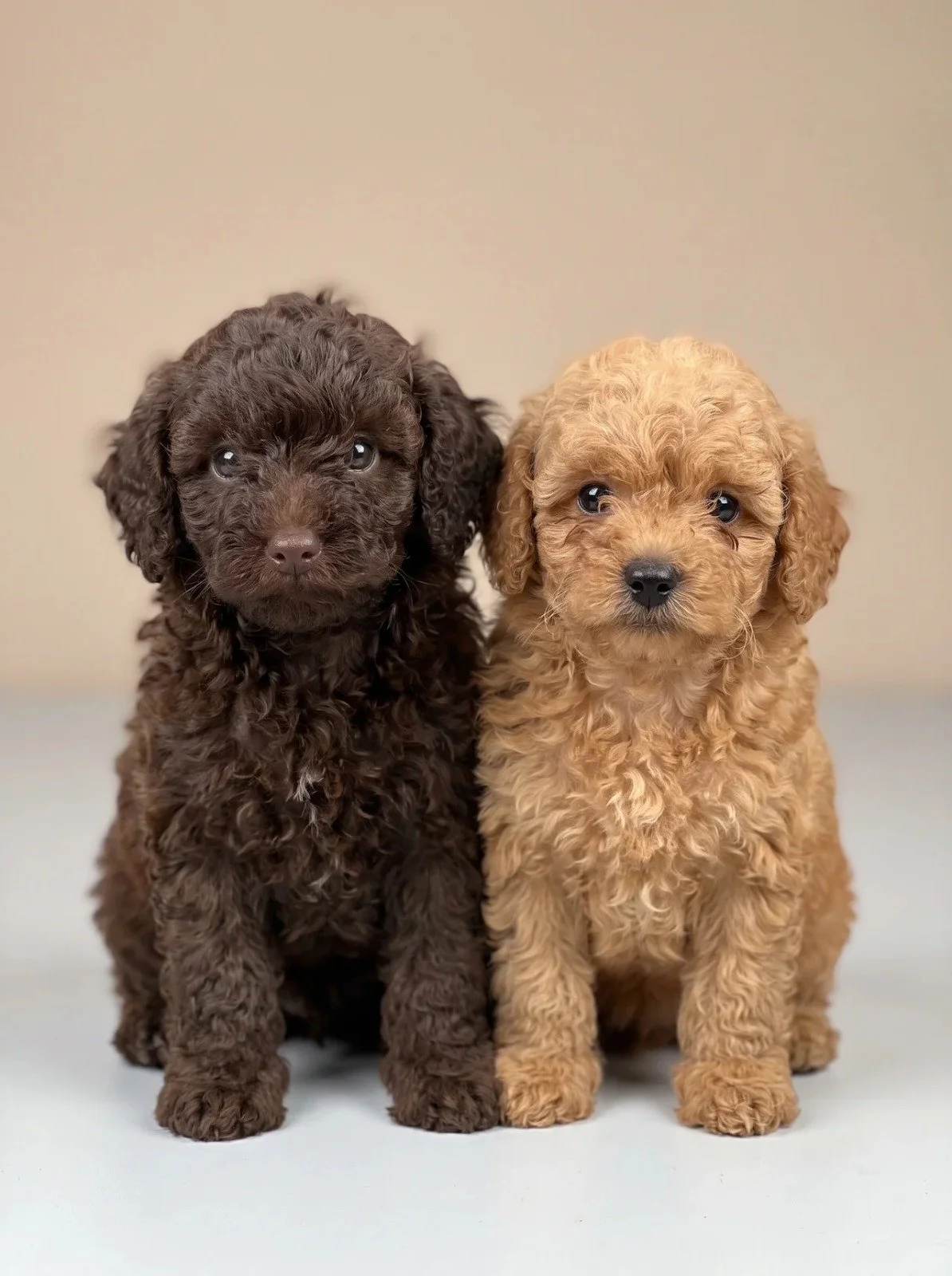 Two Poodle puppies available for reservation, one apricot female and one brown male, with curly coats, adorable expressions, and playful personalities in a loving family environment.