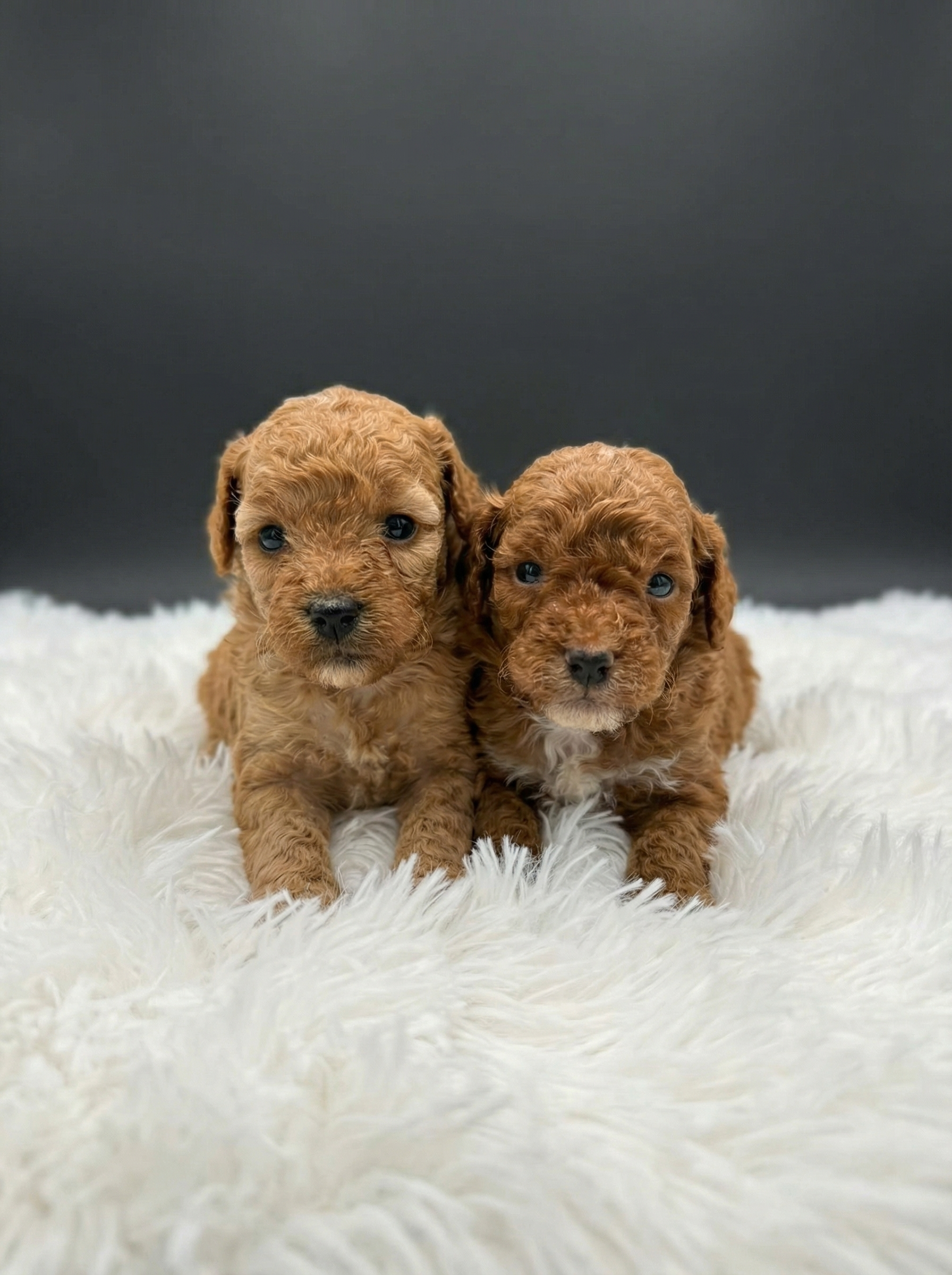 Two male miniature poodle puppies red and white and apricot and white lying on soft blanket with curly coats
