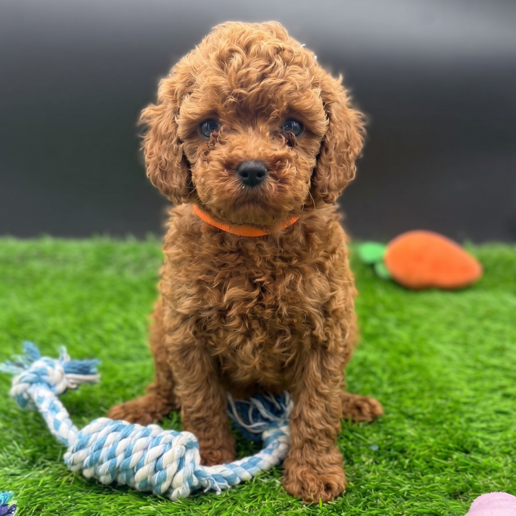 Chiot caniche toy roux style teddy bear jouant avec un jouet corde sur gazon
