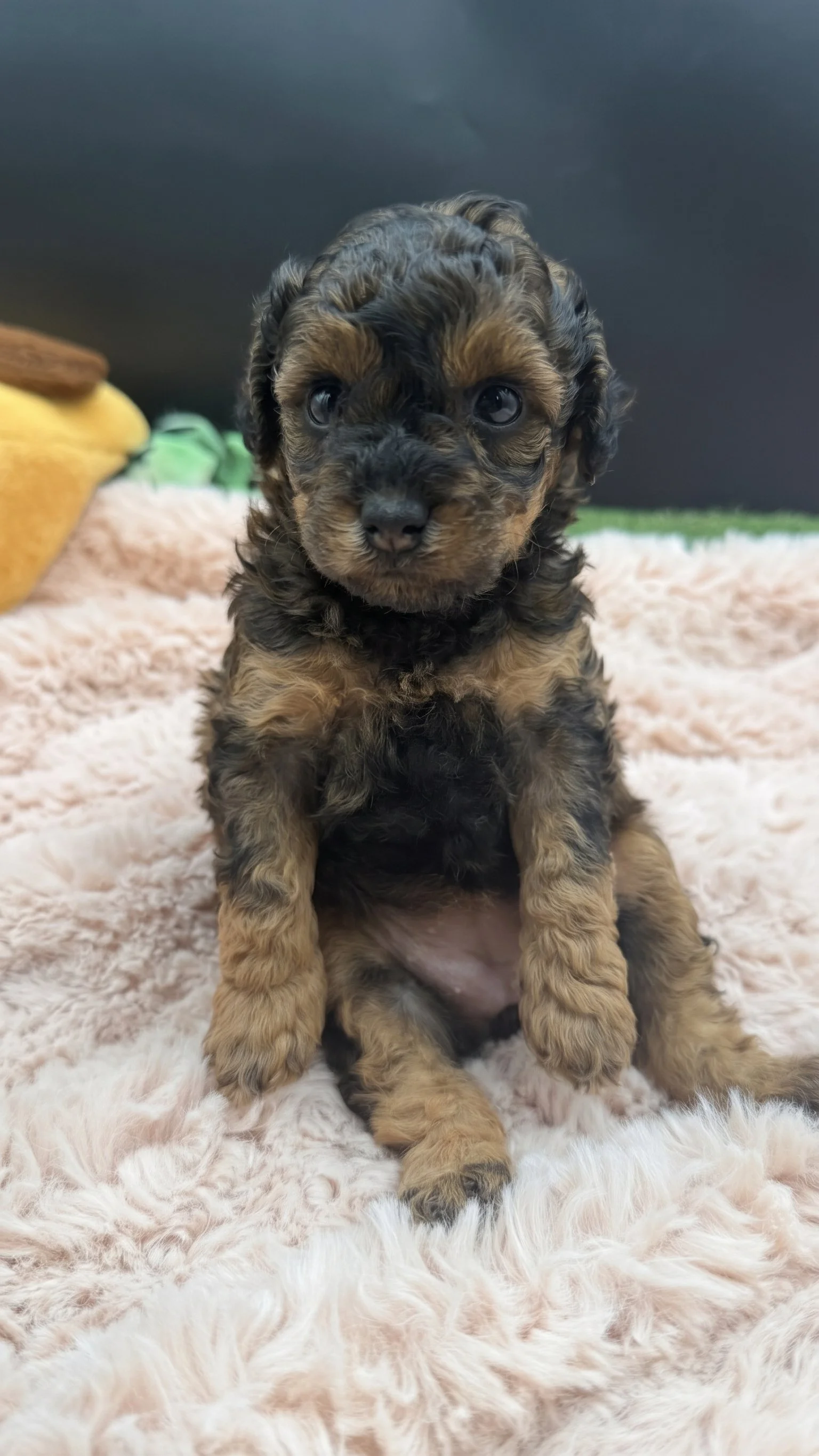 Female Sable Phantom Small Miniature Poodle – Available