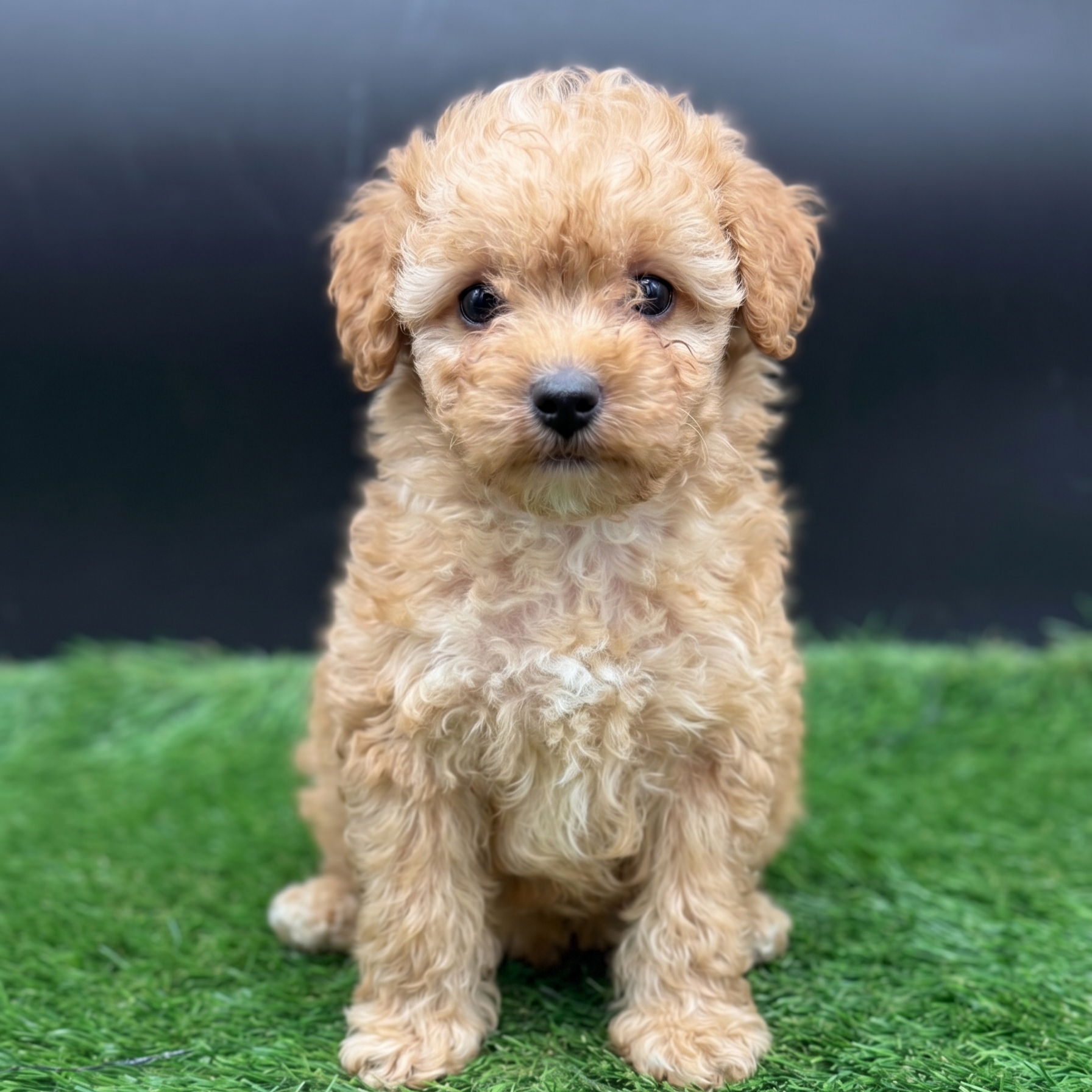 Apricot female miniature poodle puppies lying on grass with curly coats and gentle expressions